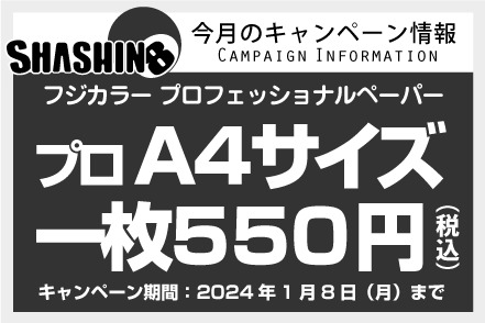 今月のキャンペーン情報